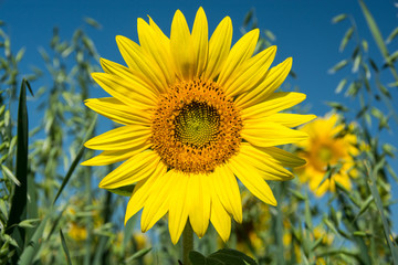 Sunflower-6/A beautiful closeup of a brightly lit yellow sunflower.