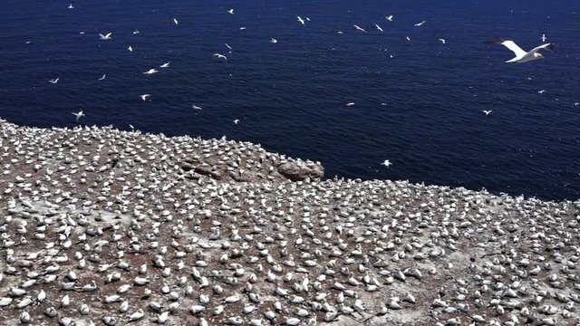 Aerial view of white Gannet bird colony nesting on cliff on Bonaventure Island in Perce, Quebec, Canada by Gaspesie, Gaspe region