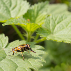 the bee rubs its paws on green leaf