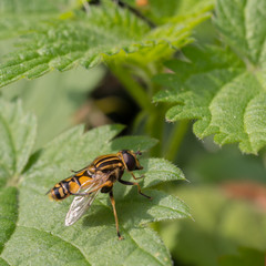 a bee on a nettle leaf in a sunny day