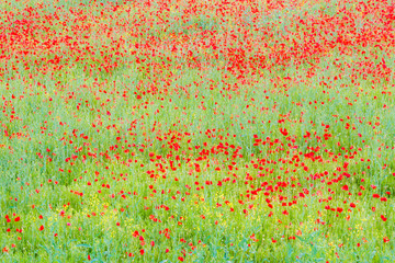 Colorful poppies field
