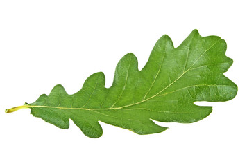 Green oak leaf isolated on a white background
