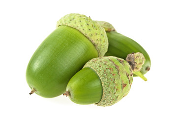 Green acorns isolated on a white background