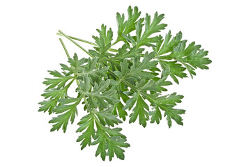 Sprigs of medicinal wormwood on a white background