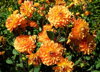 Beautiful dahlia flower in a botanical garden in summer
