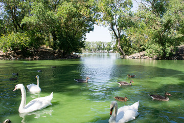 White swans and ducks swim in the lake in the afternoon