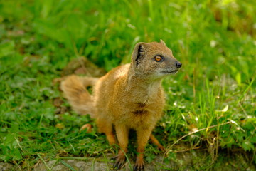 Portrait of a yellow mongoose in the grass