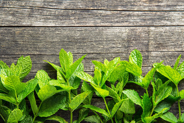 Branch mint leaves. © Jiri Hera