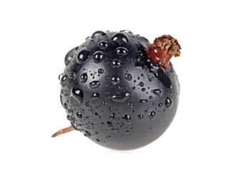 Black currant with water drops on a white background. Macro.