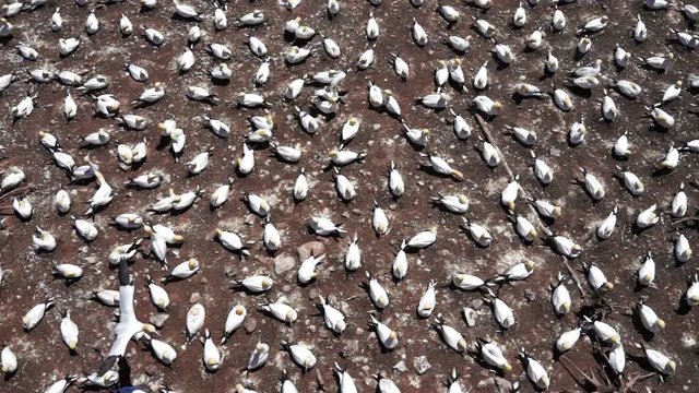 Aerial flat top view of white Gannet bird colony nesting on cliff on Bonaventure Island in Perce, Quebec, Canada by Gaspesie, Gaspe region