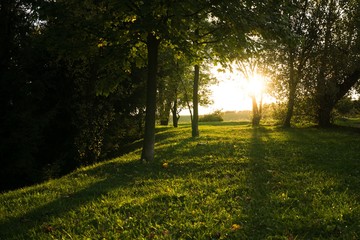  Magic trees and paths in the forest during sunrise and sunset. Slovakia
