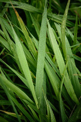 Dew on morning grass