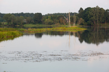 small island on a lake with grass and a tree growing on it