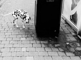 Hund