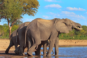 elephants at a waterhole in makololo, Hwange, Zimbabwe