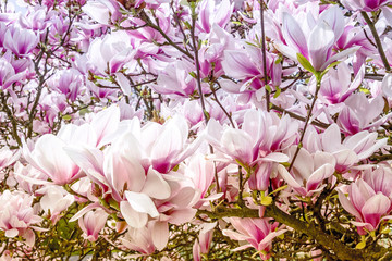 Magnolia