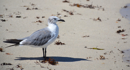 Seagull on the beach