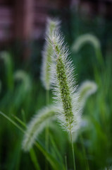 Grass head