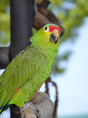 Green brazilian parrot