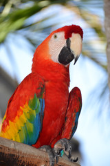 Portrait of Amazon macaw parrot