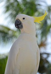 Sulphur-crested cockatoo - white parrot