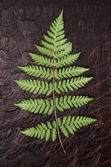 Fern leaf on dark wood