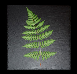 Fern leaf on slate plate, isolated