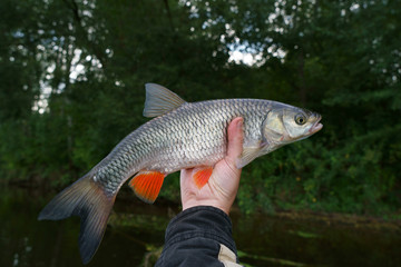 Obraz premium Chub in fisherman's hand