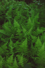 Naklejka na ściany i meble Green ferns