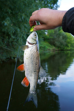 Chub in fisherman's hand, summer catch