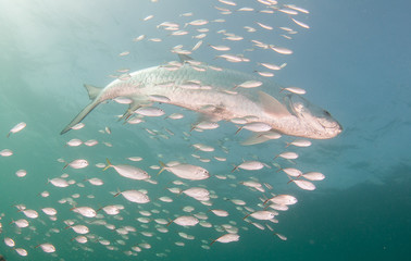 Tarpon swimming in the ocean surrounded by smaller fish.