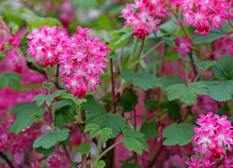 Blut-Johannisbeere, Ribes sanguineum