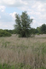 molsbroek