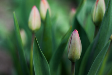 red tulips in the garden