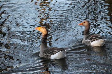 goose