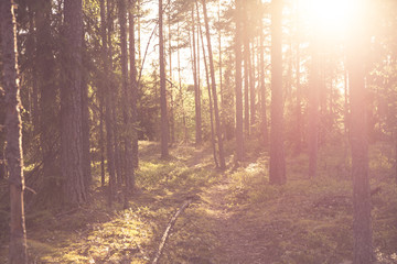 Obraz premium Warm Morning in the Woods