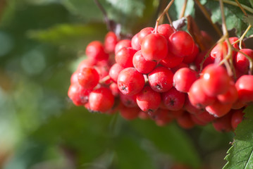 ripened rump in a branch macro photo