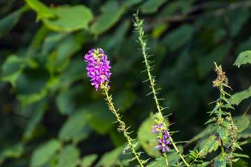 Beautiful Wild flower on a natural background