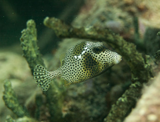 Image of a Spotted Trunk Fish  on a reef.