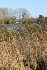 Obraz premium labrador retriever