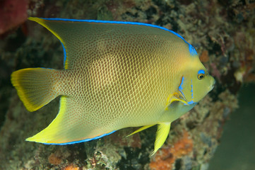 Image of a Blue Angelfish on a reef.