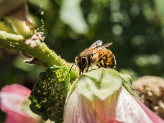 Pollinating, Lovely picture of a honey bee on a light pink flower