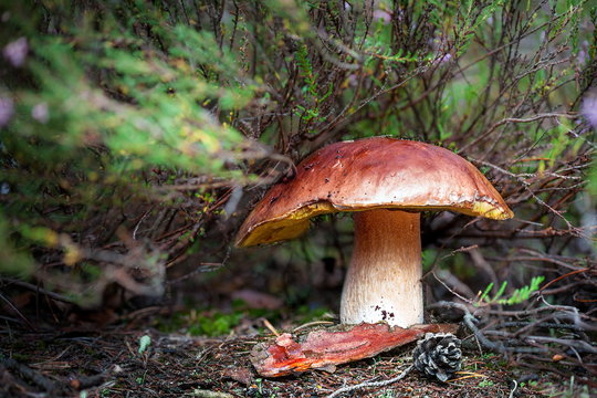 Autumn harvest of  edible mushrooms, season and background