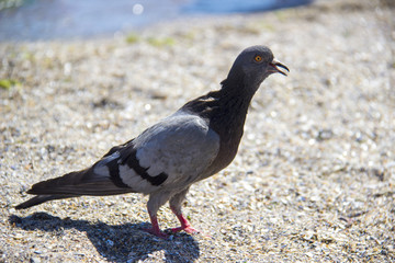 Pigeon Dove walking on the sand beach and sea.