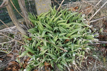 Obraz premium wild flower