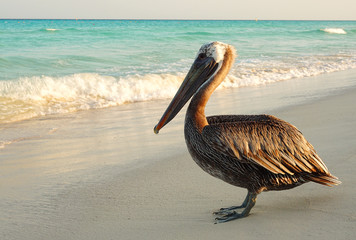 Pelicano na praia