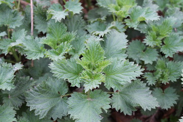 nettle