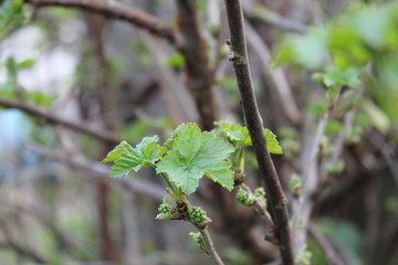 wild flower