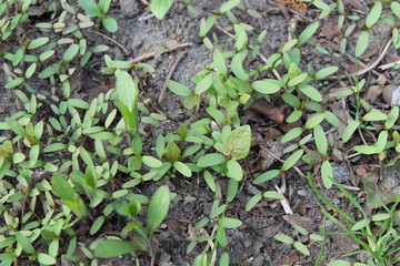 wild flower