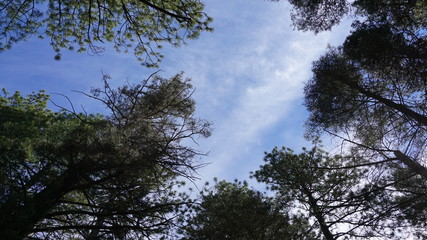 Santa Fe National Forest